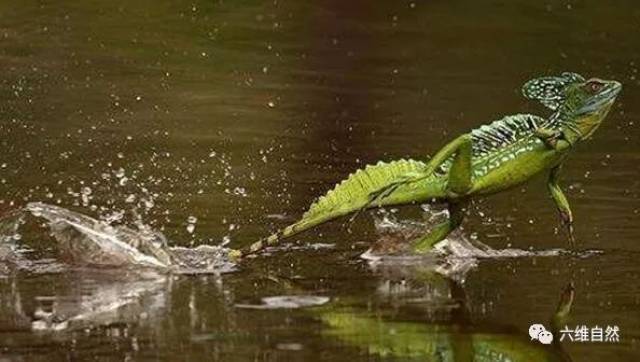 会"水上漂"的蜥蜴,蛇怪蜥蜴能够在水面奔跑的奥秘!