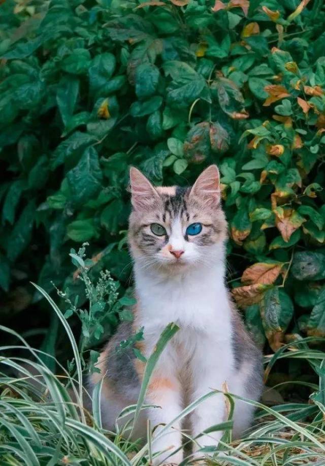 蓝绿异瞳三花猫,5年来第一次拍到!