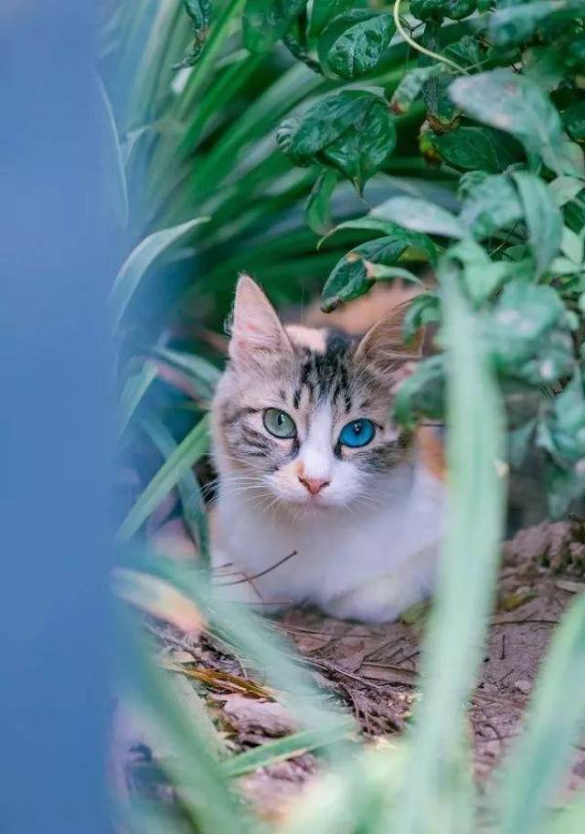 蓝绿异瞳三花猫,5年来第一次拍到!