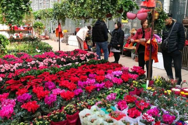 西青区中北镇曹庄花卉市场冬季挺火爆
