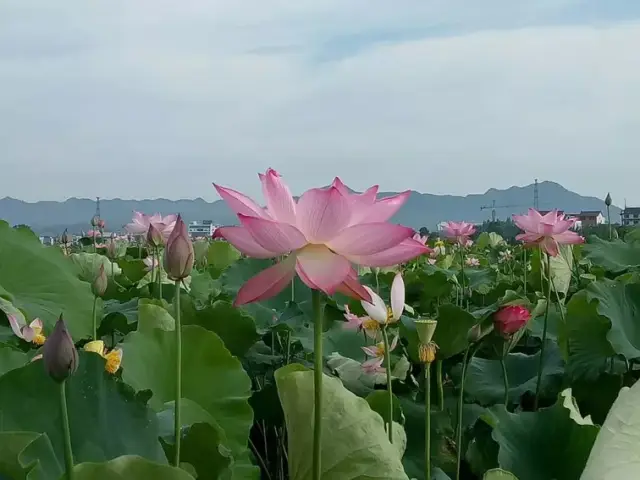 为什么九华山有"莲花佛国"之称?看完茅塞顿开!