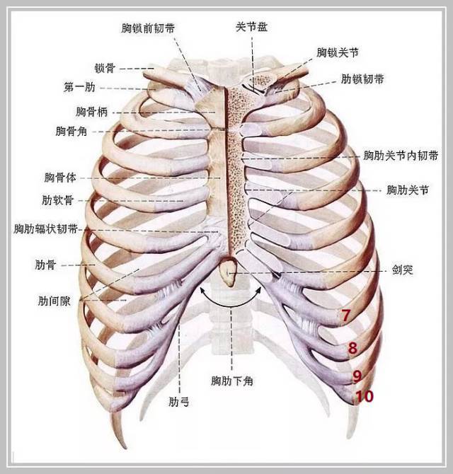 腰椎曲度变大,引起肋骨外翻.