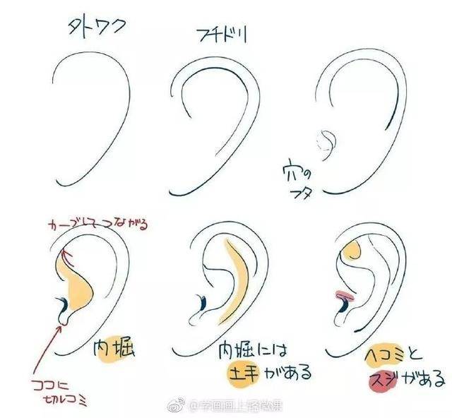 如何画耳朵?你得先了解耳朵的构造!