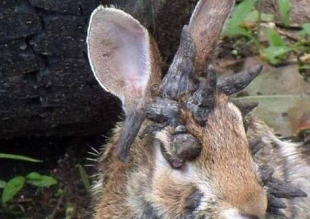 男子野外捡到恐怖兔子,兔子头上长满犄角,带回家后邻居被吓晕!