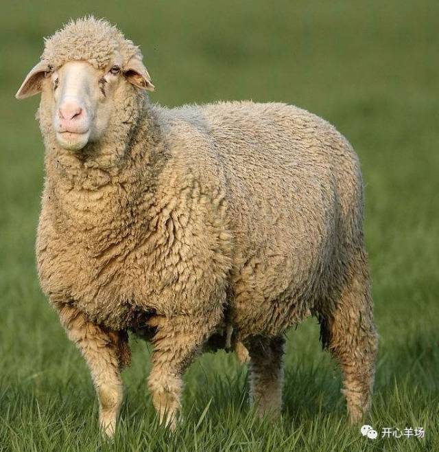 中国与澳洲羊毛的进口关系及我国美利奴羊新品