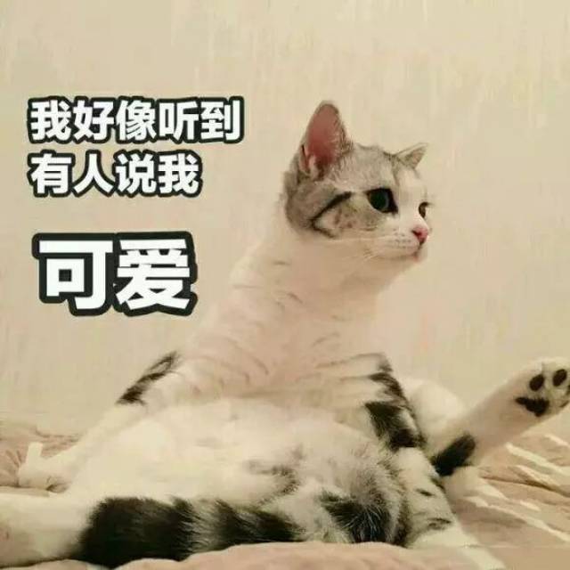 撩男朋友的猫咪表情包30张