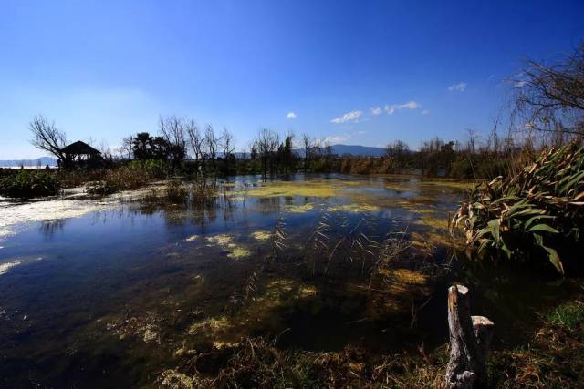 五甲塘湿地公园  五甲塘湿地公园占地约1300亩 相当于4个翠湖公园