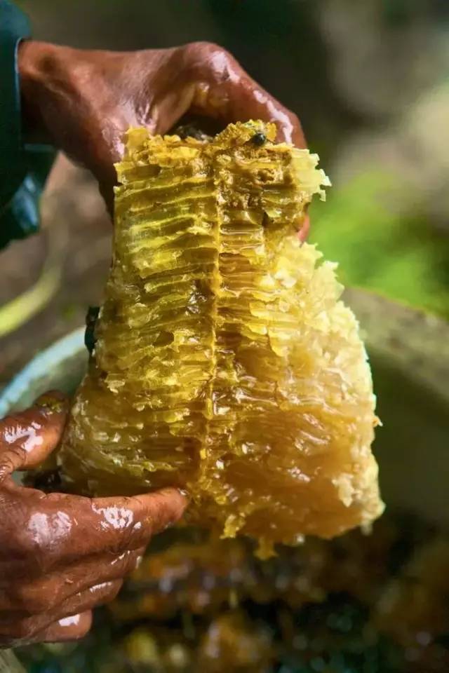 近距离观察蜜蜂的世界,了解这些神奇的小蜜蜂生活习性,工作分工,蜂场