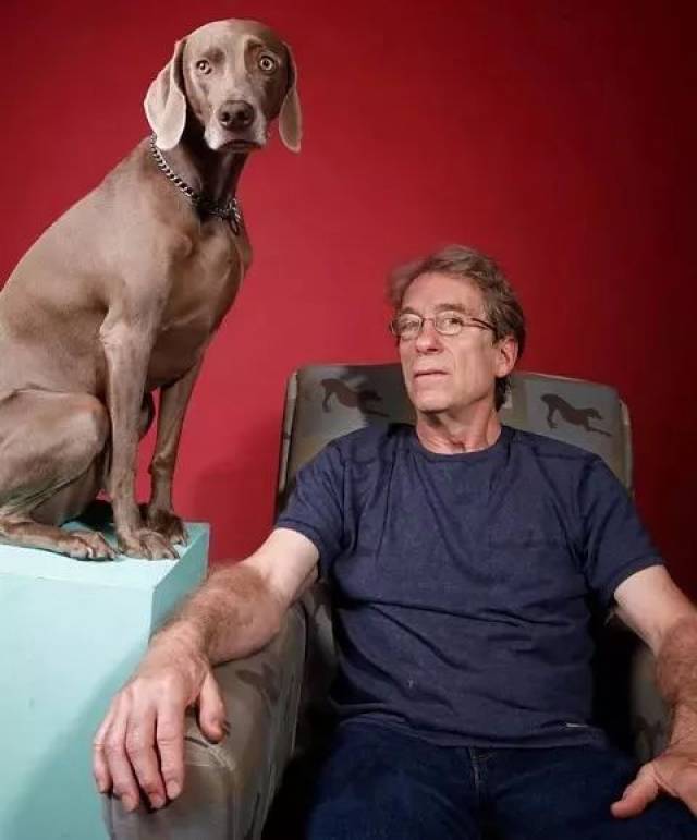 william wegman,是一位美国艺术家,在20世纪70年代,他开始通过各种