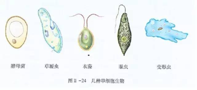2 真核生物  a.藻类:衣藻,小球藻,水绵,硅藻等 b.真菌:酵母菌 c.