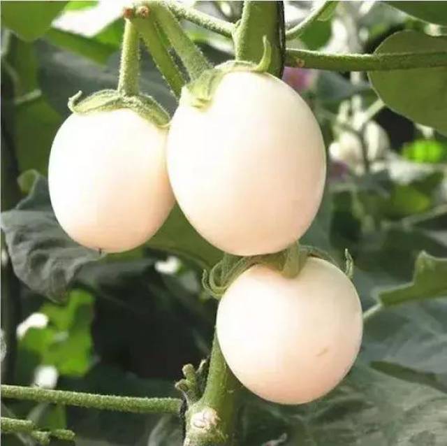 树上长