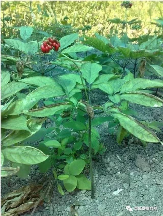 人参植物(茎,叶,果)