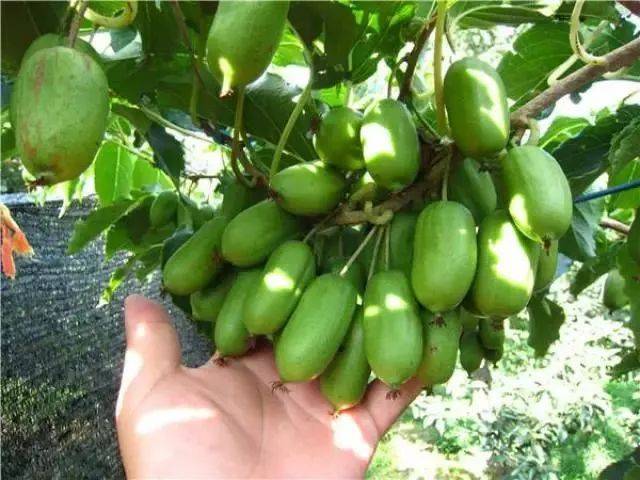 大棚软枣猕猴桃栽培技术