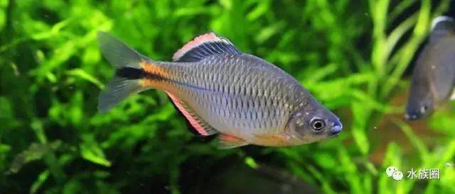 鳑鲏鱼最大长多少公分 3688ba7770ed4f458ea3e64dd859187b.jpeg