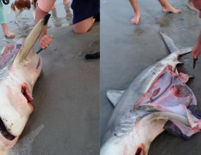 海滩发现一死鲨鱼,却听见肚子里传来微弱的声音