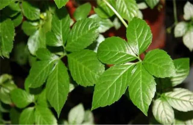 农村植物七叶参果子虽然不值钱但叶子却珍贵你认识吗