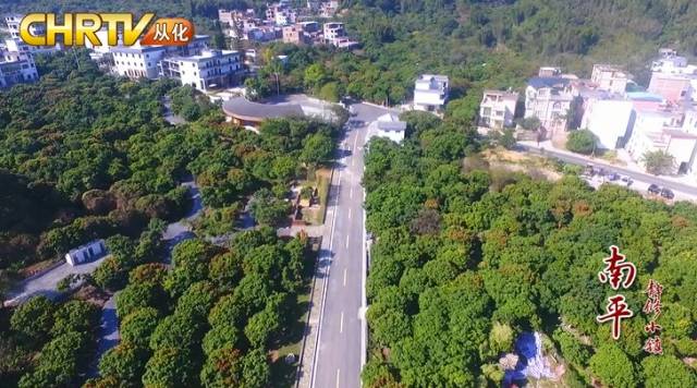 【视频】凤凰山下南平静修小镇飞出了一只“金凤凰”