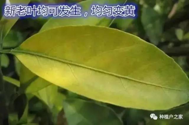 下面是柑橘各种缺素预警图 一,氮元素 3,坐果率低,果小,果皮光滑,含