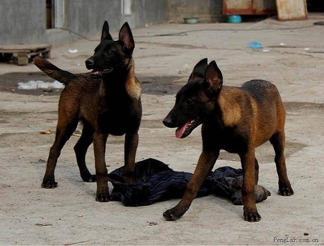 为什么马犬得到越来越多人的喜爱!