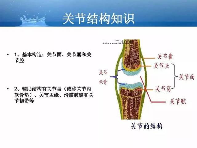 【必背】人体解剖基础知识大全(内含骨,关节,肌肉等功能介绍)