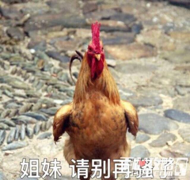 鸡笼警告是什么梗