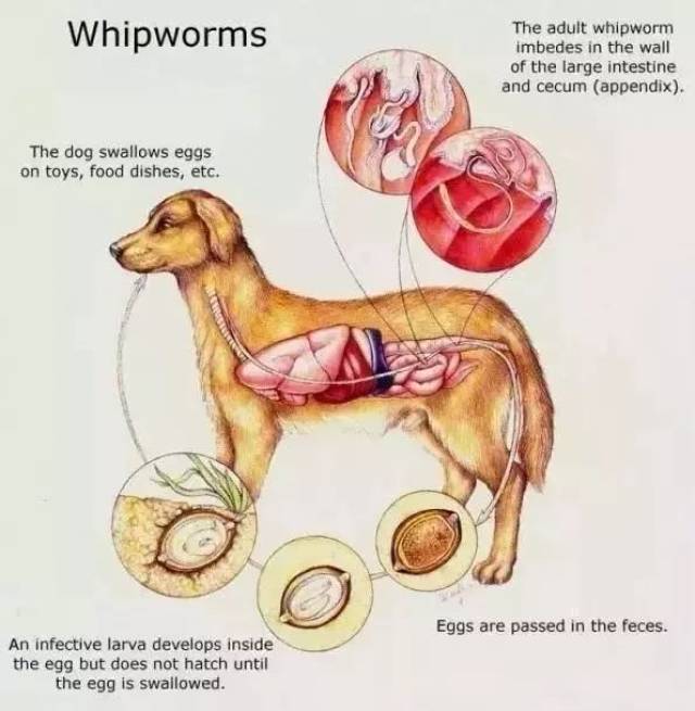 宠物染上绦虫病的症状与日常清洁预防措施