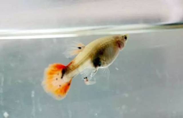 鱼多大生小鱼 f9c88489ce6c49bf8a834a5d27544e10.jpeg