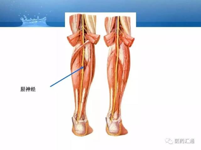 人体动静脉解剖基础知识汇总