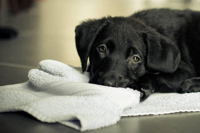 狗为啥吃不饱一直吃 138ab962fc6c4b55bbd3dabd18ea5cc1.jpeg