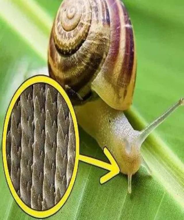 这种唾液先把食物软化,之后蜗牛会用自己带着牙齿的舌头把食物一点点