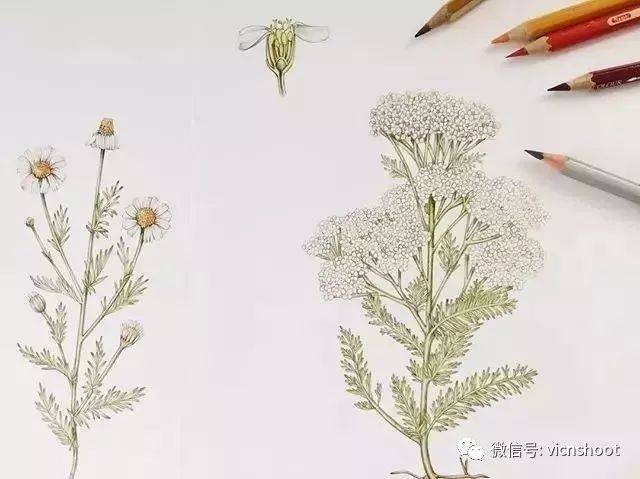 彩铅画花卉,每个细节都非常精致,手帐收藏