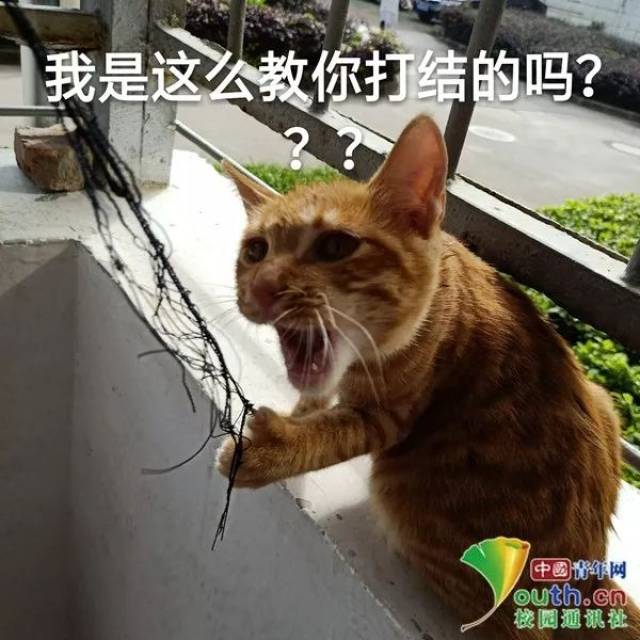 图为王钰的表情包作品《打外科结的猫》.