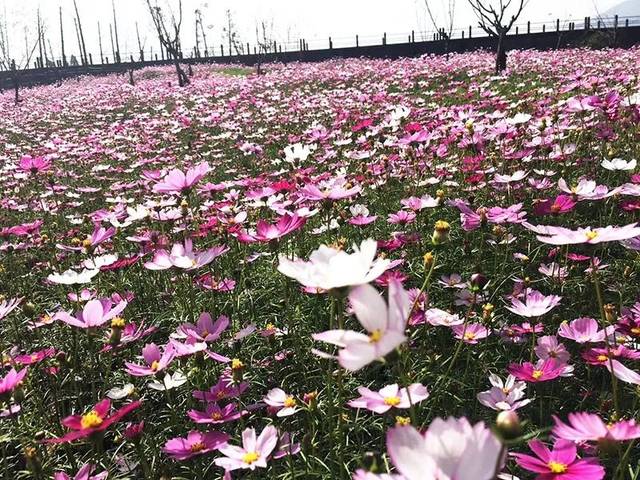 瑞安曹村的格桑花开了美醉了错过等一年