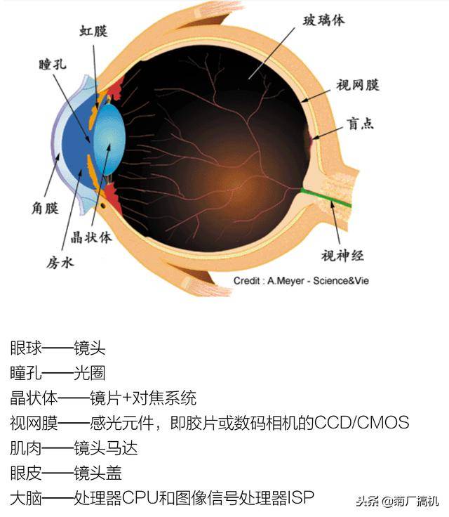 1) 眼球相当于镜头,瞳孔相当于光圈. 2)晶状体相当于镜片 对焦系统.