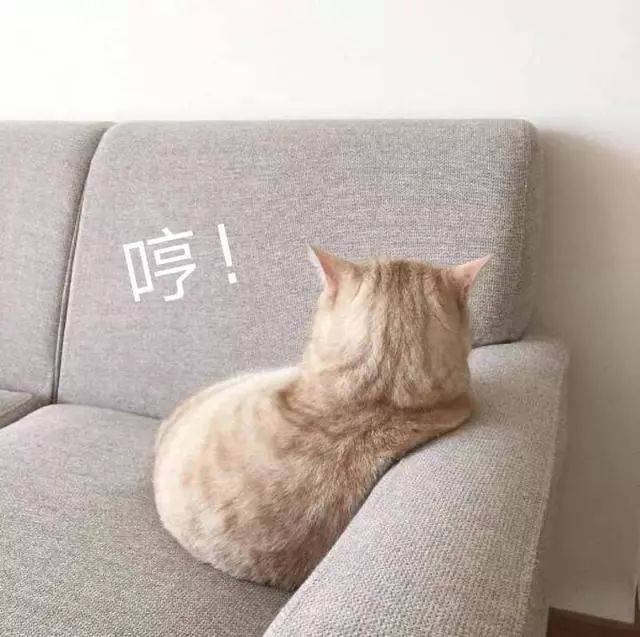分享一组猫咪表情包丨生活终于对我这只小猫咪动手了
