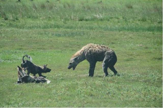 掏肛始祖非洲二哥大鬣狗,遇到两只野狗后,竟变