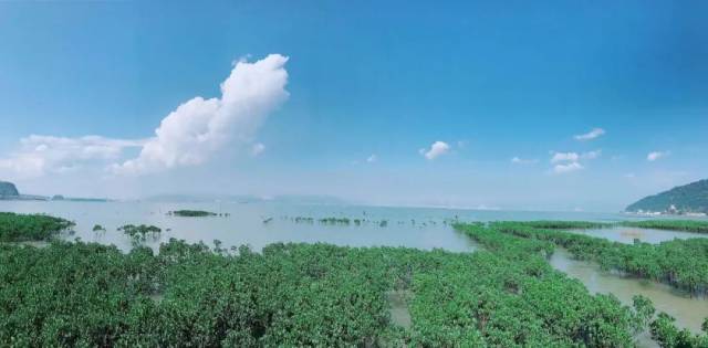 福州竟藏着一片海上森林,红树林,入海栈道.主要还免费!