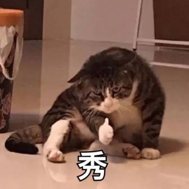 分享一组猫咪表情包丨生活终于对我这只小猫咪动手了