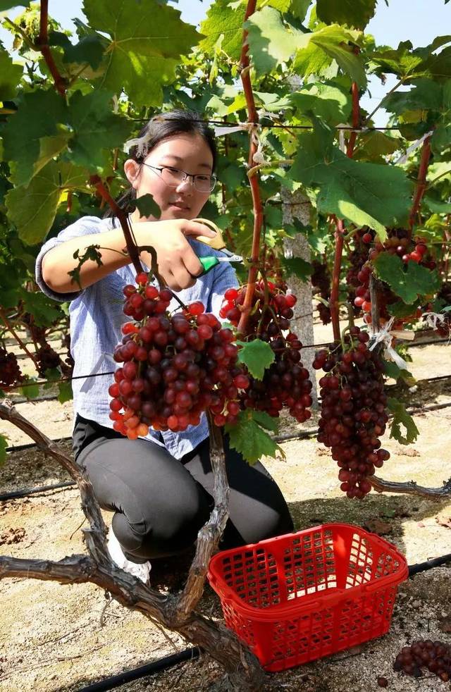 【采摘】9月22日,崖西镇的葡萄采摘园.张德富 摄