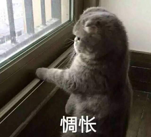 分享一组猫咪表情包丨生活终于对我这只小猫咪动手了