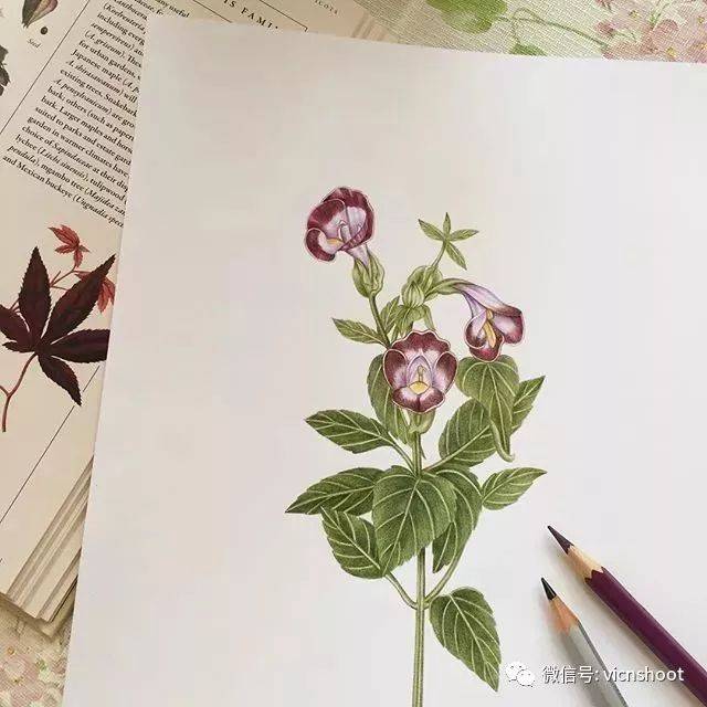 她非常喜欢画植物 是个植物系女孩 小清新,清丽脱俗 她的画如同她的人