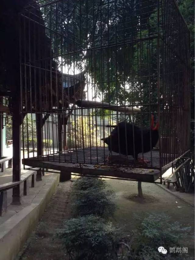 成都鸟语林半日游,好多鹦鹉啊