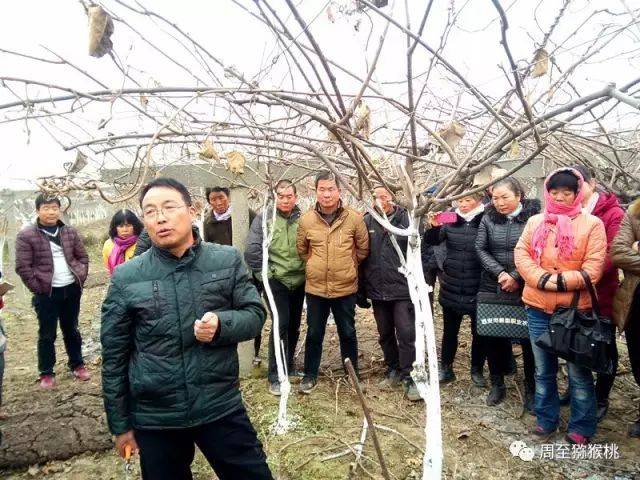 技术园地 | 吕岩老师告诉你猕猴桃园修剪如何防止结果部位外移