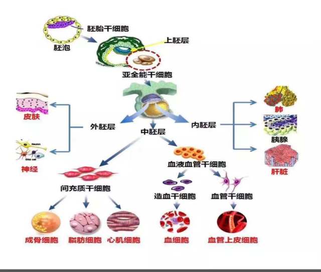 你了解亚全能干细胞吗?