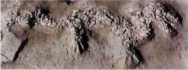 先人的信仰图腾,中华民族的文化传承--龙纹