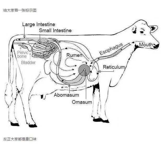 得先了解了解一个牛的消化系统在正式科普前真正的吃货你得懂牛百叶又