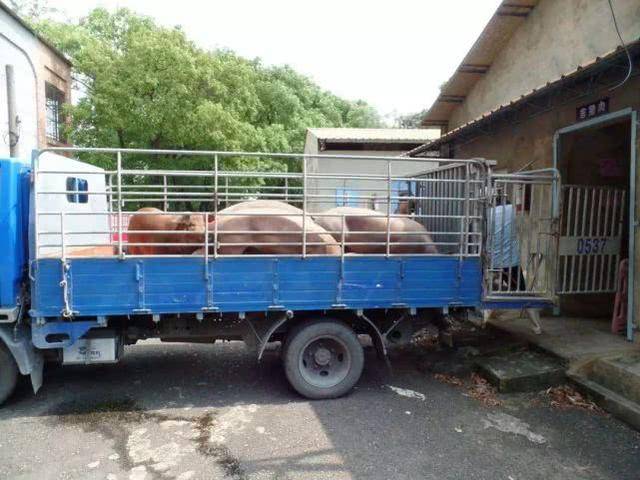 卡友车技可能太过"风骚",货猪纷纷"晕车",一车呕吐味儿!