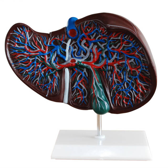 肝脏解剖模型,肝脏解剖教学模型-上海宸域