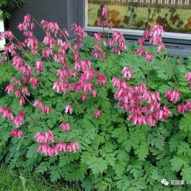 花园背阴处的惊鸿一瞥