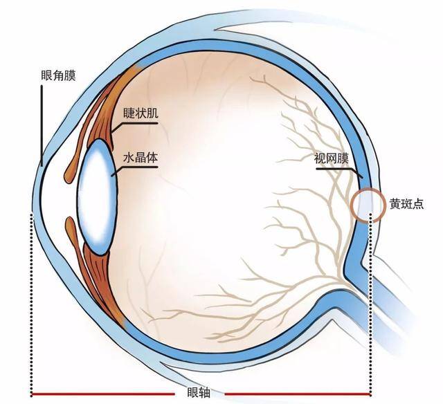 眼轴 把眼睛看成一台光学仪器来描述:从眼球接收光线的最表层到感受